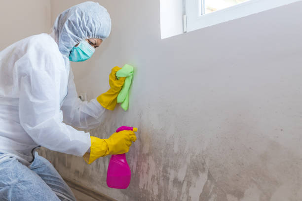 Why You Should Choose Our Mold Remediation Services in Savanna, IL